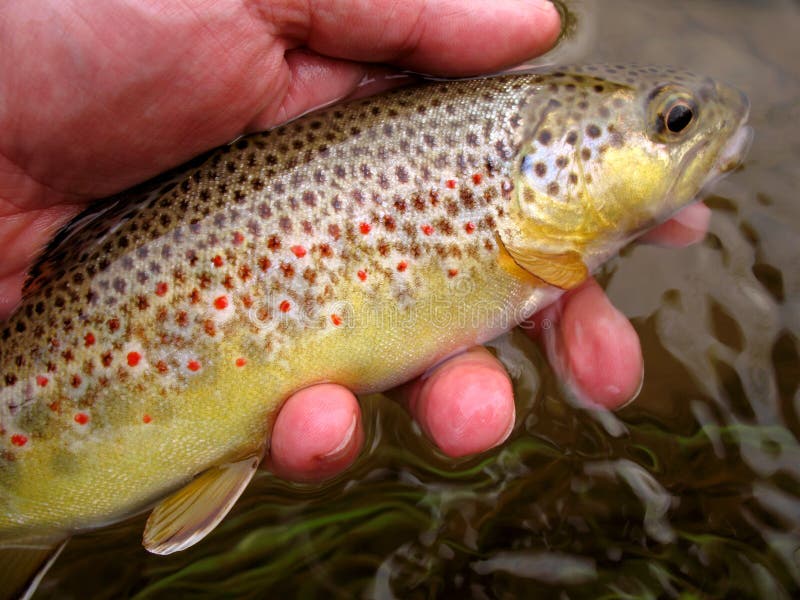 Spotted Brown Trout stock image. Image of nature, wild 2364419