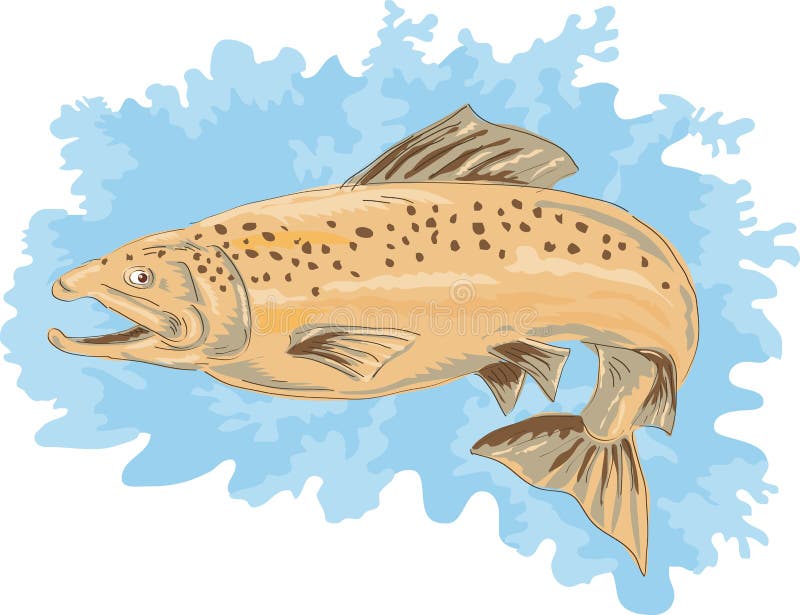 Spotted Brown Trout Jumping Stock Vector Illustration of watercolor