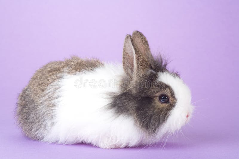 Spotted bunny isolated on purple