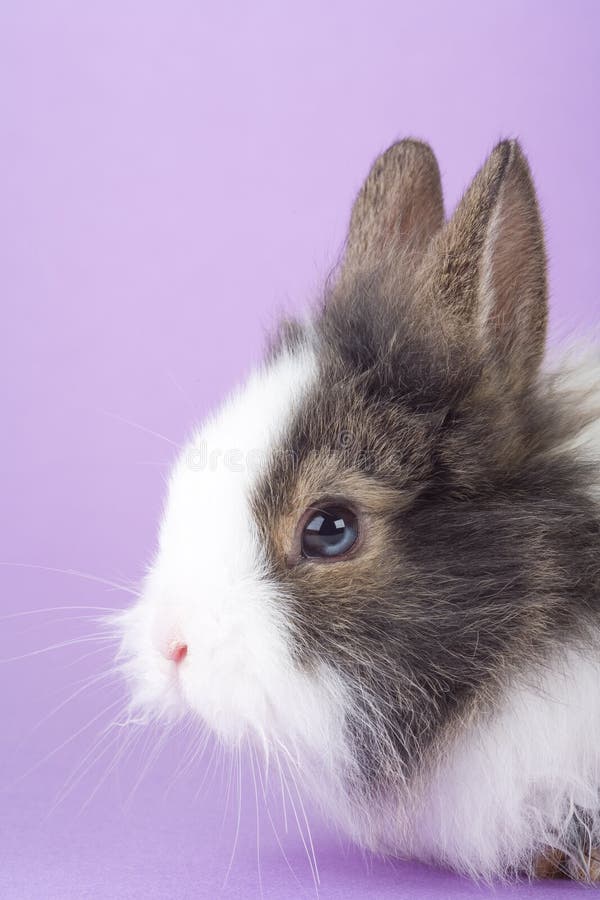 Spotted bunny isolated on purple