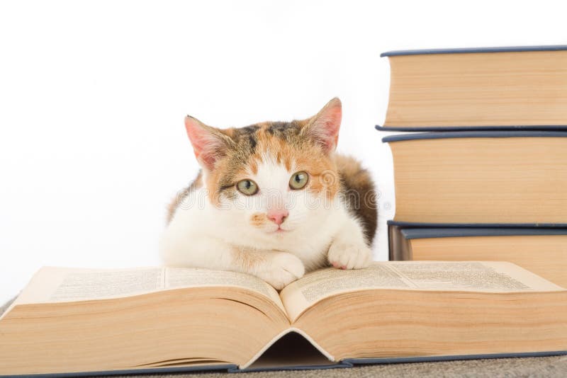 Spotted cat and book, isolated