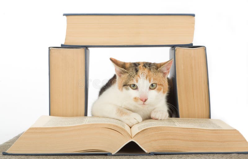 Spotted cat and book, isolated