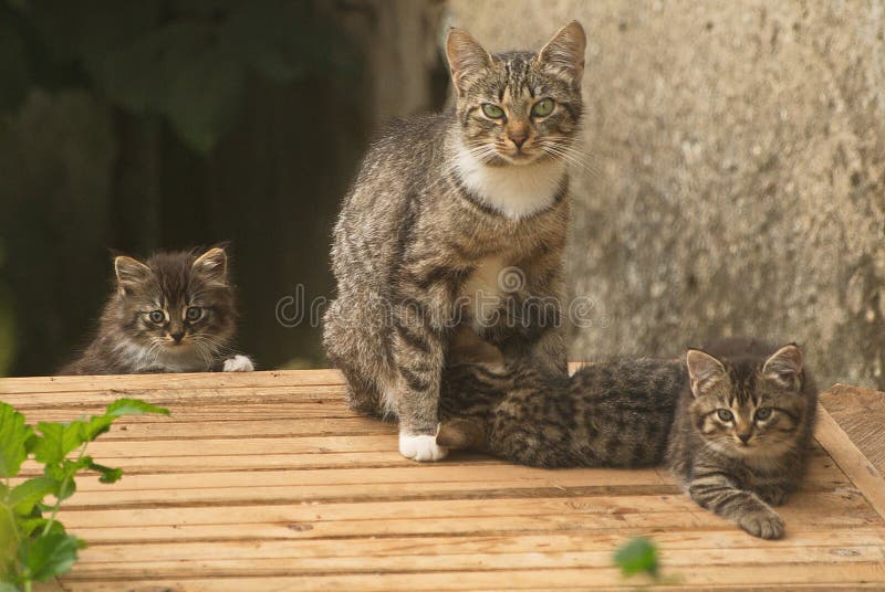 Spotted Cat Family with Mom and Children Stock Image - Image of wall,  lovely: 231529013