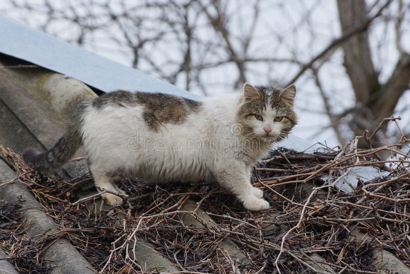 Spotted cat stands on the gray roof royalty free stock photography