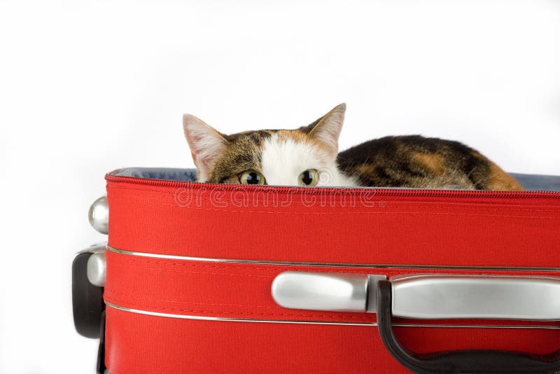 Spotted cat in the suitcase, isolated