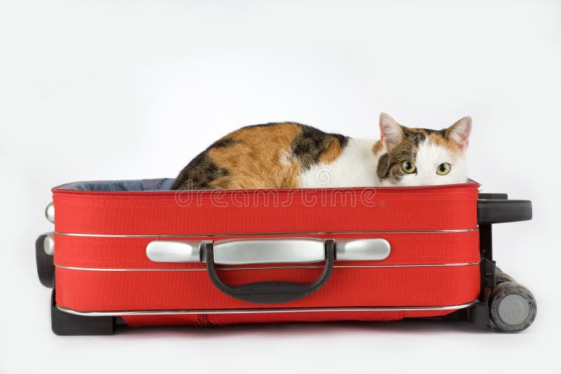 Spotted cat in the suitcase, isolated