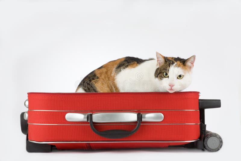 Spotted cat in the suitcase, isolated