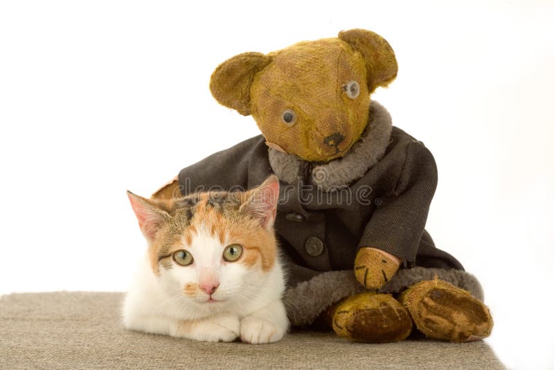 Spotted cat and an teddy bear, isolated