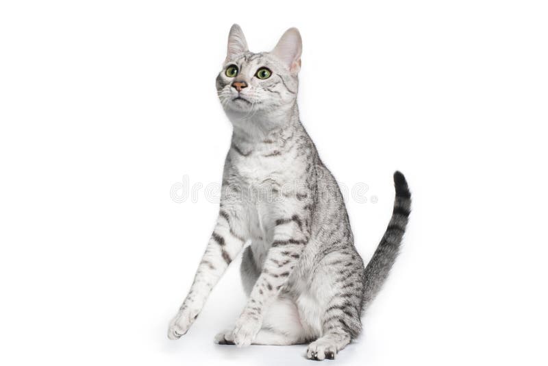1,514 Spotted House Cat Stock Photos Free & RoyaltyFree Stock Photos
