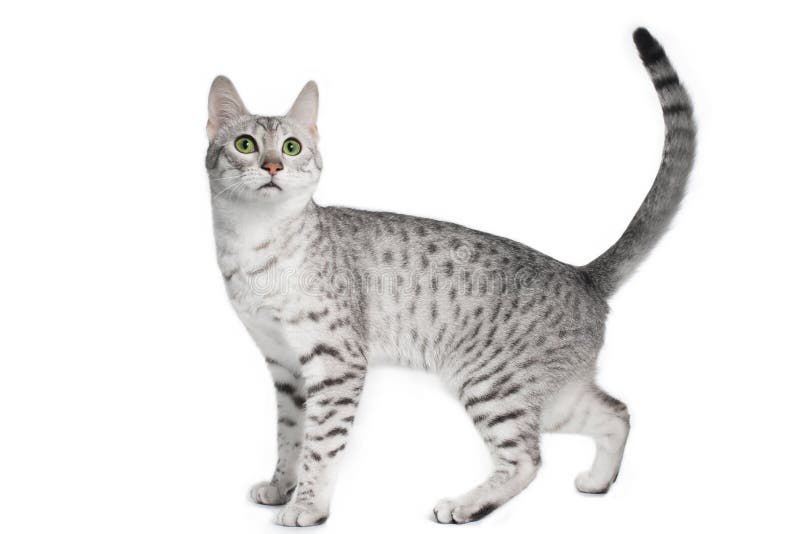 1,514 Spotted House Cat Stock Photos Free & RoyaltyFree Stock Photos