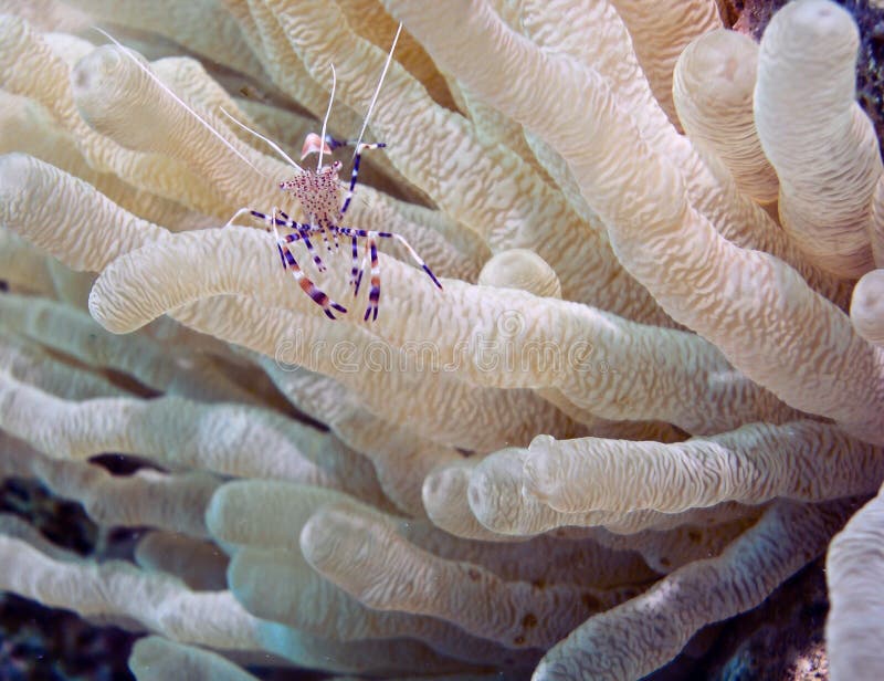 Spotted cleaner shrimp