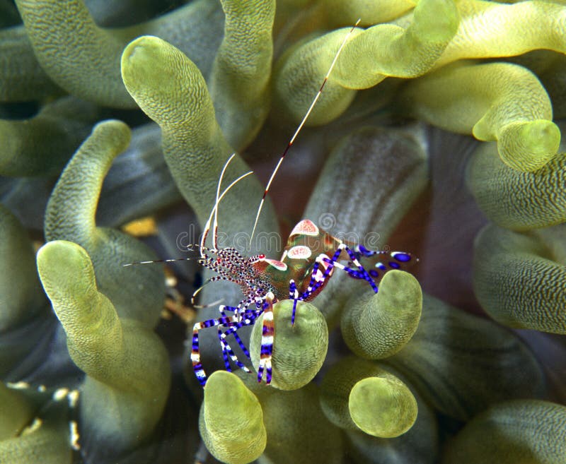 Spotted cleaner shrimp