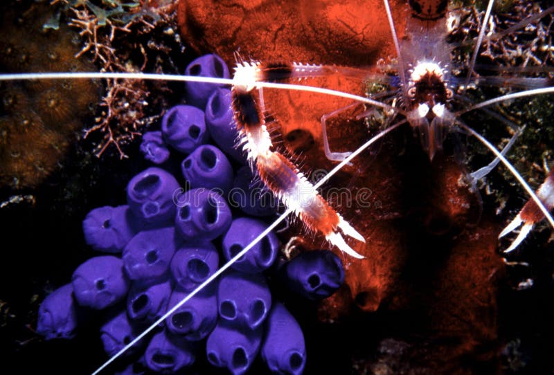 Spotted Cleaner Shrimp