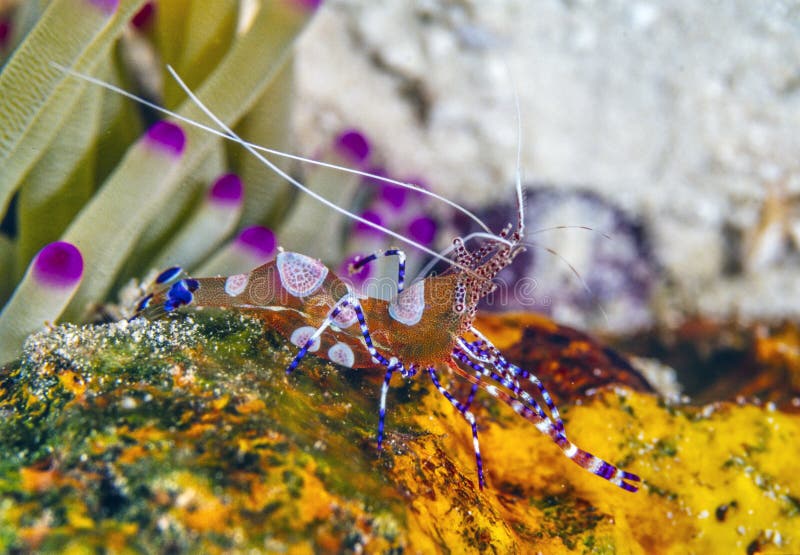 Spotted cleaner shrimp