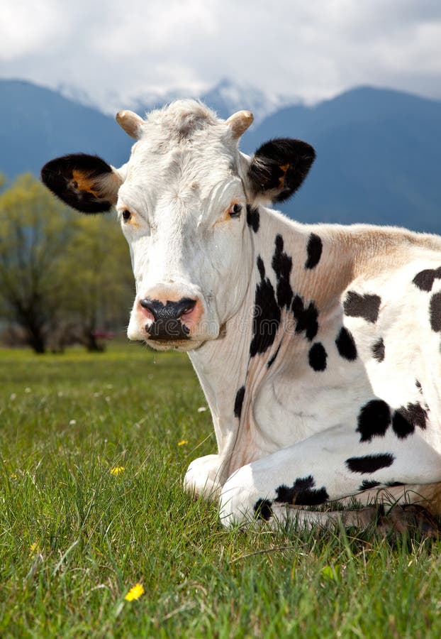 Spotted cow lying on meadow