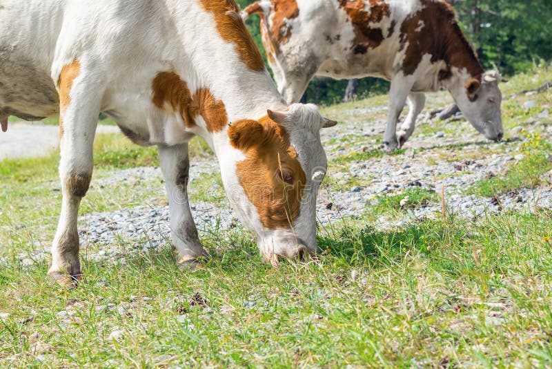 Spotted Cows Eat Grass in a Meadow. Stock Photo Image of lawn