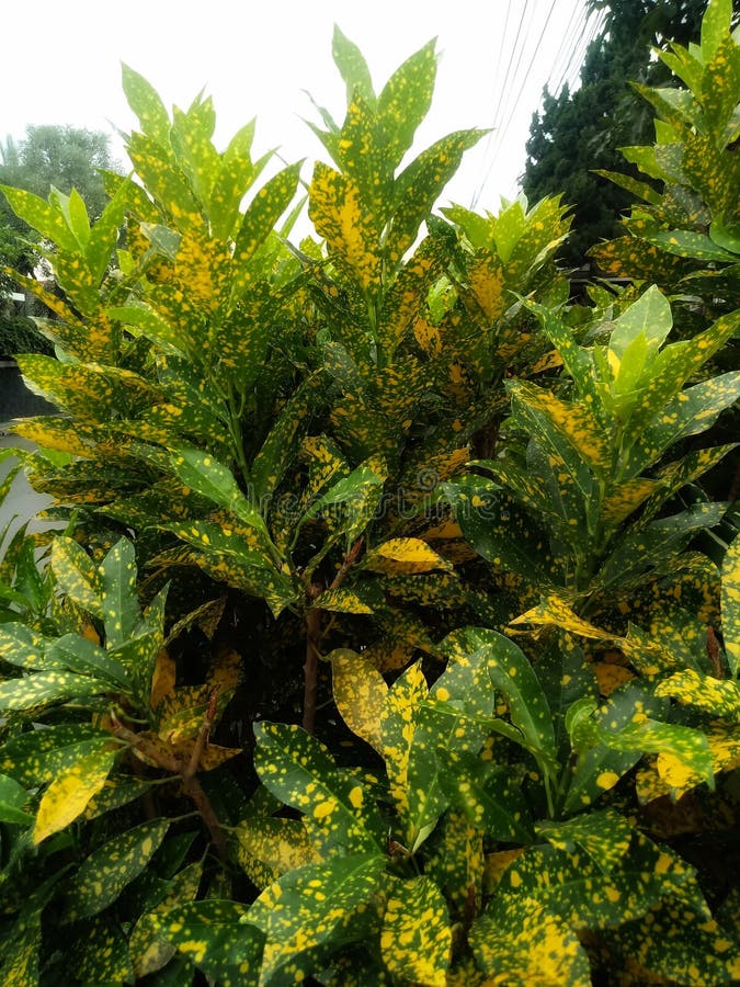 Spotted Croton Rushfoil Plant Stock Photo Image of spots, croton