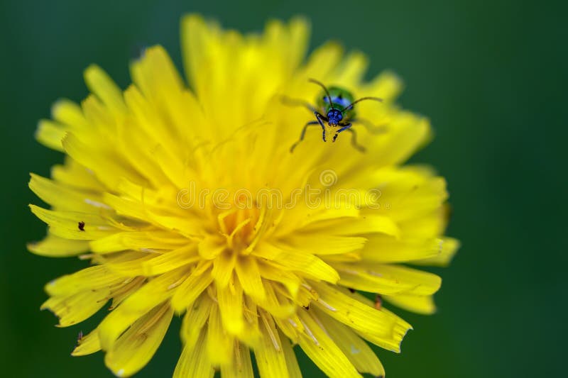 Spotted cucumber beetle on a dandelion flower stock photos Spotted cucumber beetle on a dandelion flower stock photos