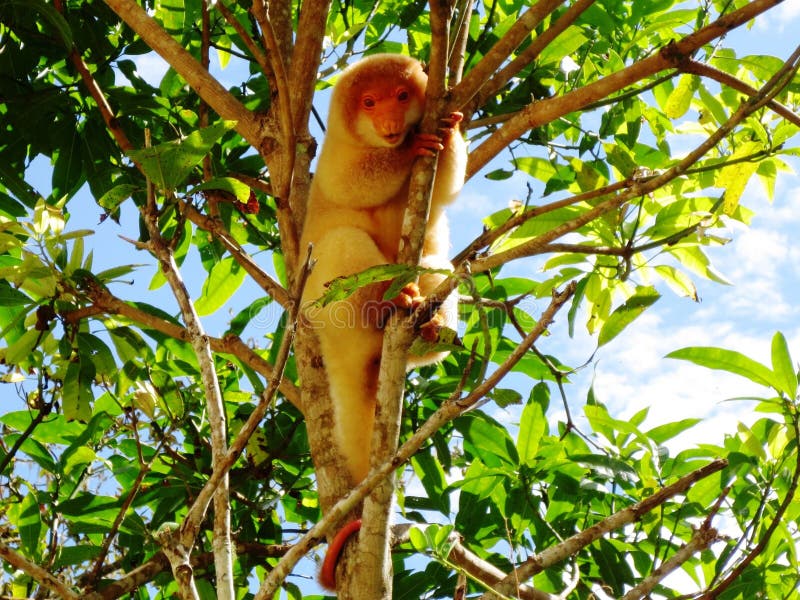 Baby Cuscus stock photo. Image of endangered, papua, kangaroo 14083820