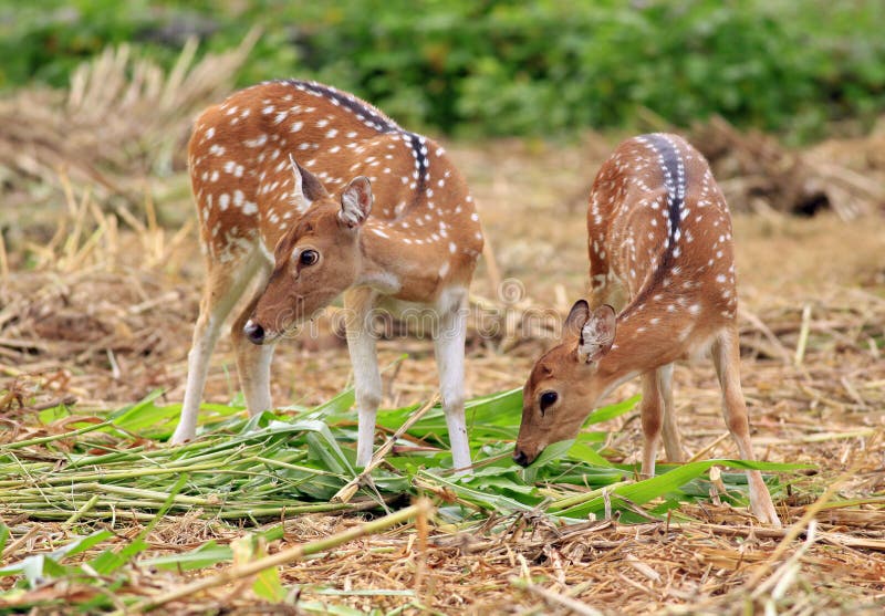 Spotted deer