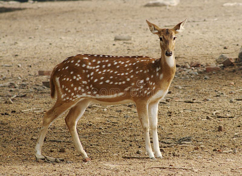 White spot deer stock photo. Image of natural, black 88288386