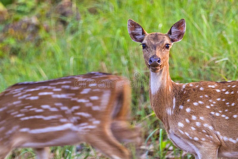 Spotted Deer, Cheetal, Royal Bardia National Park, Nepal Stock Photo -  Image of bardia, history: 198206078