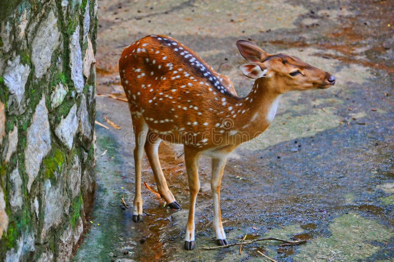 Spotted Deer at Bandhavgarh National Park Stock Photo - Image of wildlife,  jinke: 19680646
