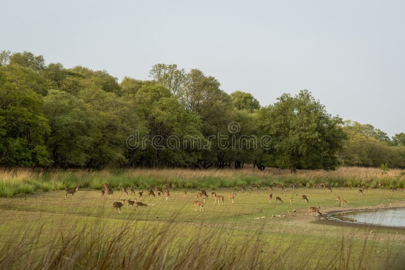 Spotted deer chital or axis deer cheetal large herd group or family grazing grass in rajbagh lake field in landscape of ranthambore national park sawai madhopur rajasthan india - axis axis