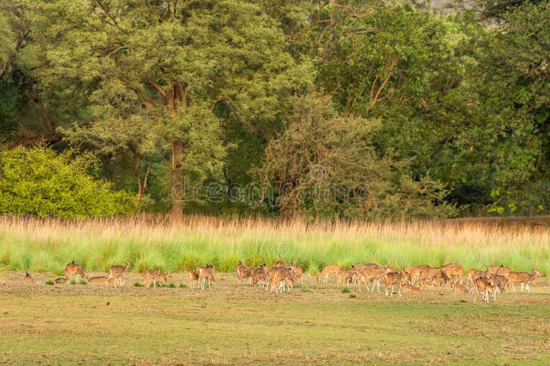 spotted deer or chital or axis axis deer herd or family in large group grazing grass in wild natural green open field in outdoor wildlife safari at ranthambore national park forest rajasthan india