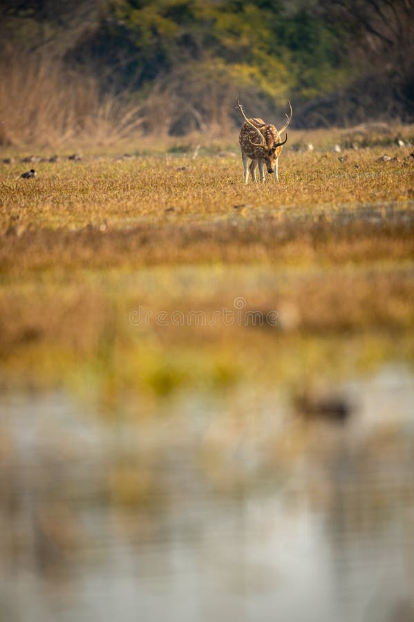 Spotted deer or Chital or Cheetal or axis axis clicked in different perspective an antler grazing grass in beautiful landscape at keoladeo national park or bird sanctuary, bharatpur, Rajasthan, India