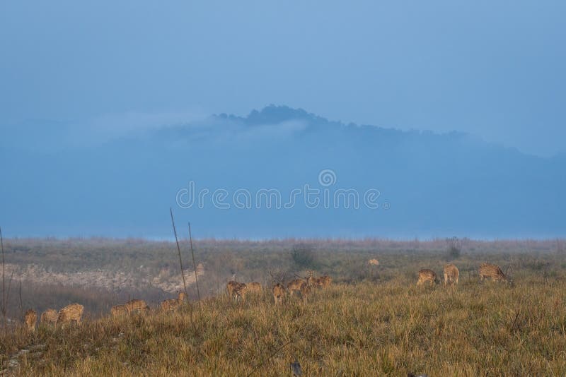 Spotted deer or Chital or Cheetal or axis axis herd grazing in grassland area in cold winter mist and haze at dhikala zone of jim corbett national park or tiger reserve uttarakhand India