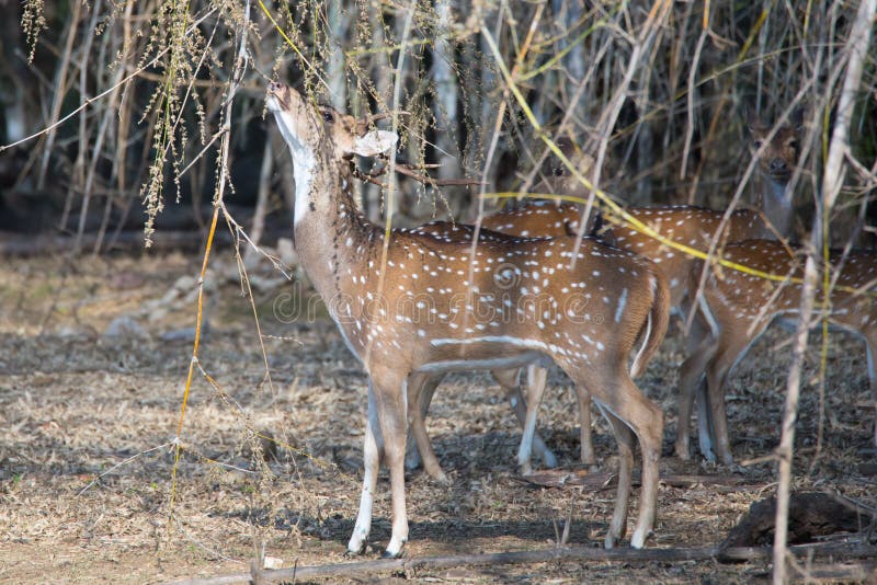 Spotted deer feeding on bamboo seeds. Canon 6D f4 1/2500 ISO 500 400mm Spotted deers(Axis deer) sighted in the forests of South India stock photo Spotted deer feeding on bamboo seeds. Canon 6D f4 1/2500 ISO 500 400mm Spotted deers(Axis deer) sighted in the forests of South India stock photo