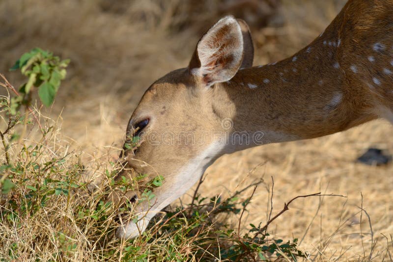 Close up of a spotted deer grazing some grass in Trincomalee, Sri Lanka