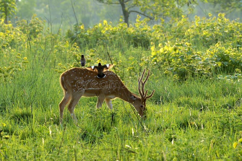 Spotted deer and mynas at dawn- Scientific name is axis axis-antler velvet -Jim Corbett National Park, Ramnagar, Uttarakhand, India. Spotted deer and mynas at dawn- Scientific name is axis axis-antler velvet -Jim Corbett National Park, Ramnagar, Uttarakhand, India