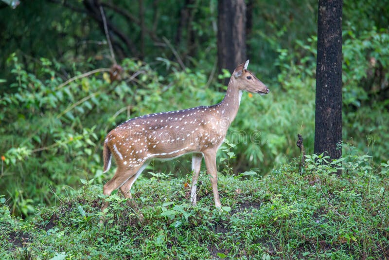 Spotted deer in greenary. Canon 6D f4 1/2500 ISO 500 400mm Spotted deers(Axis deer) sighted in the forests of South India royalty free stock photos Spotted deer in greenary. Canon 6D f4 1/2500 ISO 500 400mm Spotted deers(Axis deer) sighted in the forests of South India royalty free stock photos