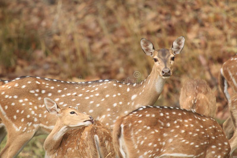 Spotted deer herd grazing and alerted in Bandhavgarh National Park Madhya Pradesh