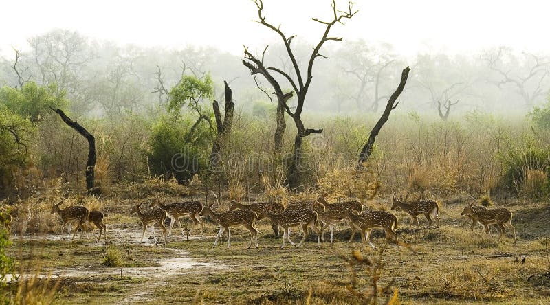 Spotted Deer in Indian Jungle royalty free stock images