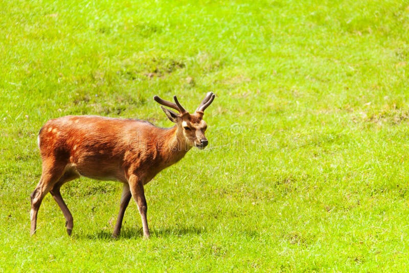 810 Deer Foot Stock Photos - Free & Royalty-Free Stock Photos from Dreamstime 810 Deer Foot Stock Photos - Free & Royalty-Free Stock Photos from Dreamstime