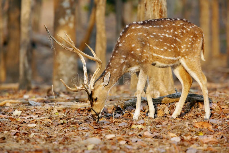 spotted deer in pench tiger reserve