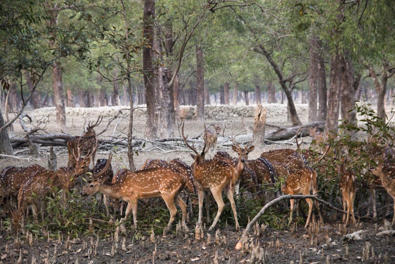 Sundarban Tourism