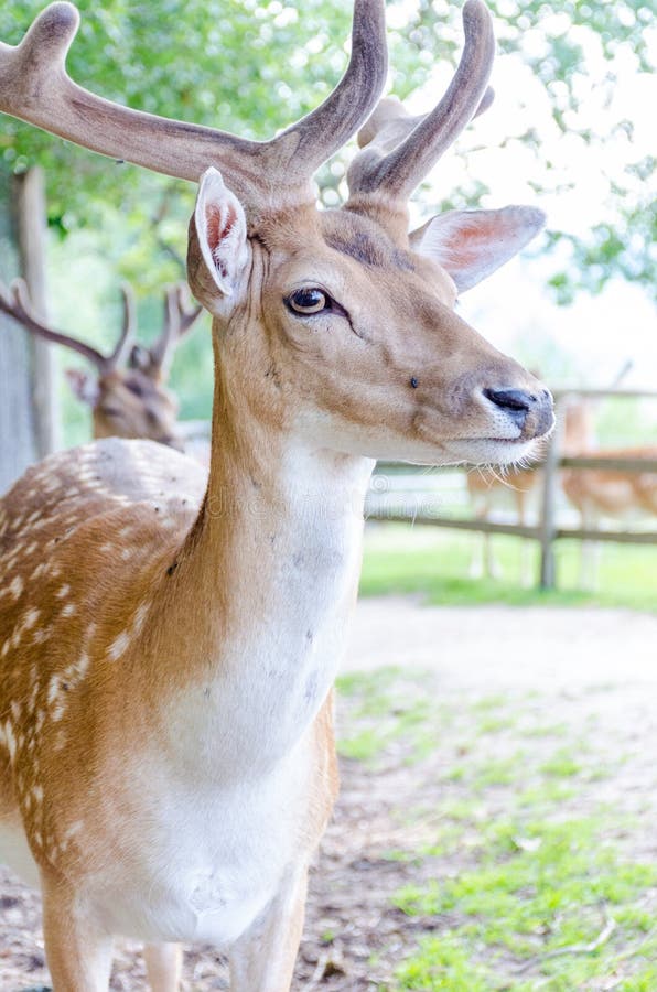 Spotted Deer with Velvet Horns Stock Photo Image of forest, isolated
