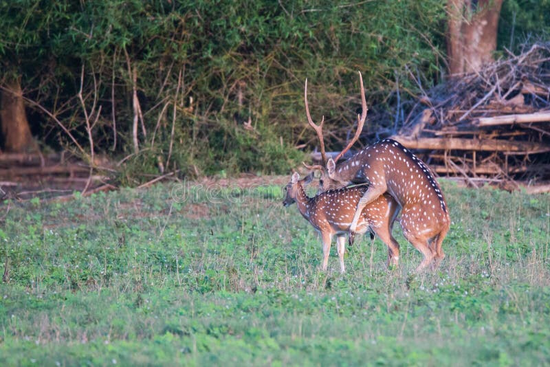 Spotted deers mating