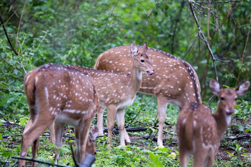 Spotted deers in rain. Canon 6D f4 1/2500 ISO 500 400mm Spotted deers(Axis deer) sighted in the forests of South India stock image Spotted deers in rain. Canon 6D f4 1/2500 ISO 500 400mm Spotted deers(Axis deer) sighted in the forests of South India stock image