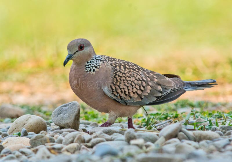 Spotted dove stock image. Image of eyes, wildlife, portrait 71485841