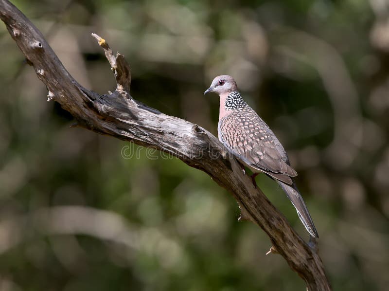The spotted dove from Sri Lanka stock image The spotted dove from Sri Lanka stock image