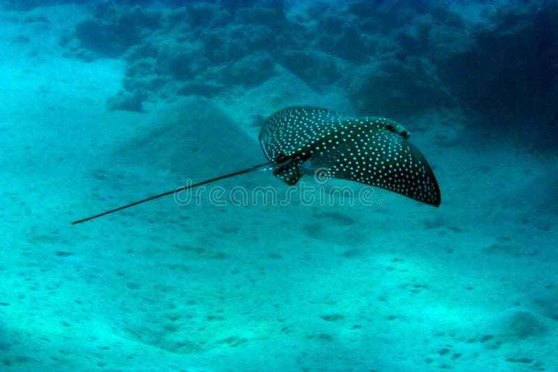 Spotted eagle ray