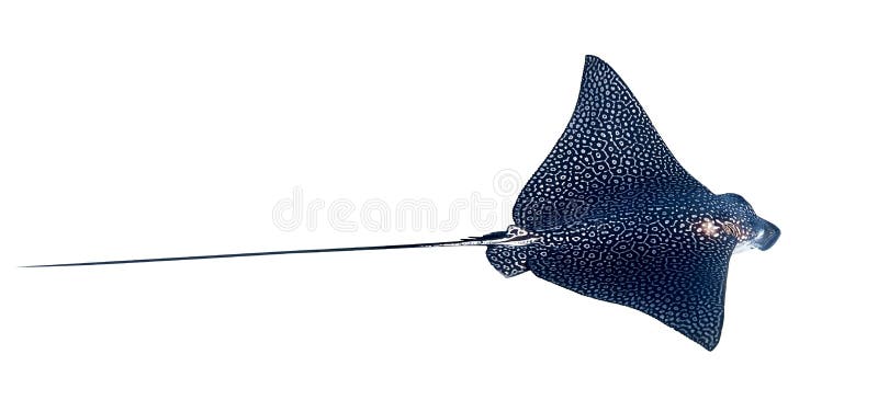 Spotted Eagle Ray Aetobatus narinari Isolated On A White Background. Close Up Of Dangerous Underwater Leopard Stingray Soaring In Red Sea, Egypt. Indo-Pacific Coral Fish, Cut Out