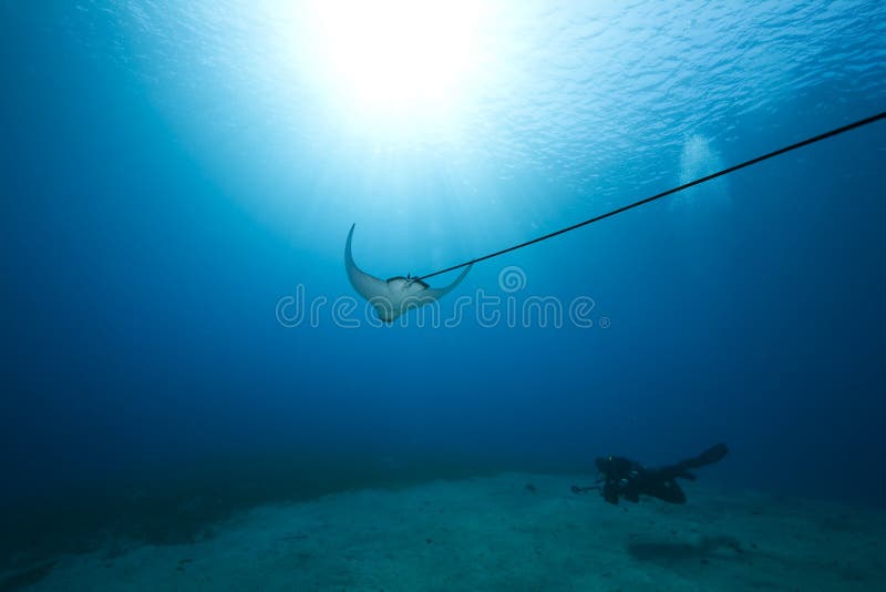 Spotted eagle ray and ocean