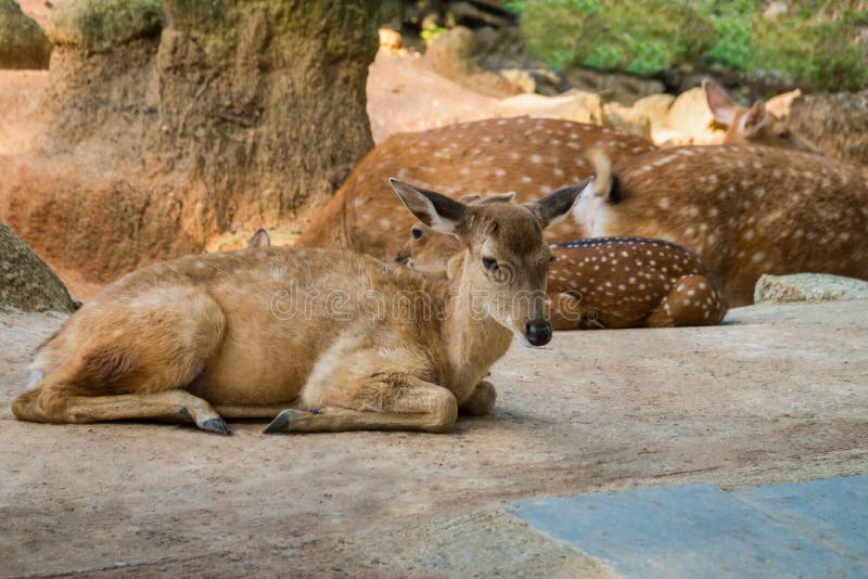 Cute baby deer laying on the ground in contact zoo