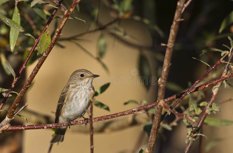 Spotted Flycatcher